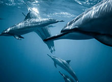 精雕细刻！哈利伯顿收获个人专属木雕版Hali1